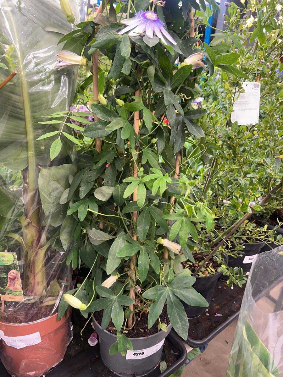 Lot 4226 - Passiflora