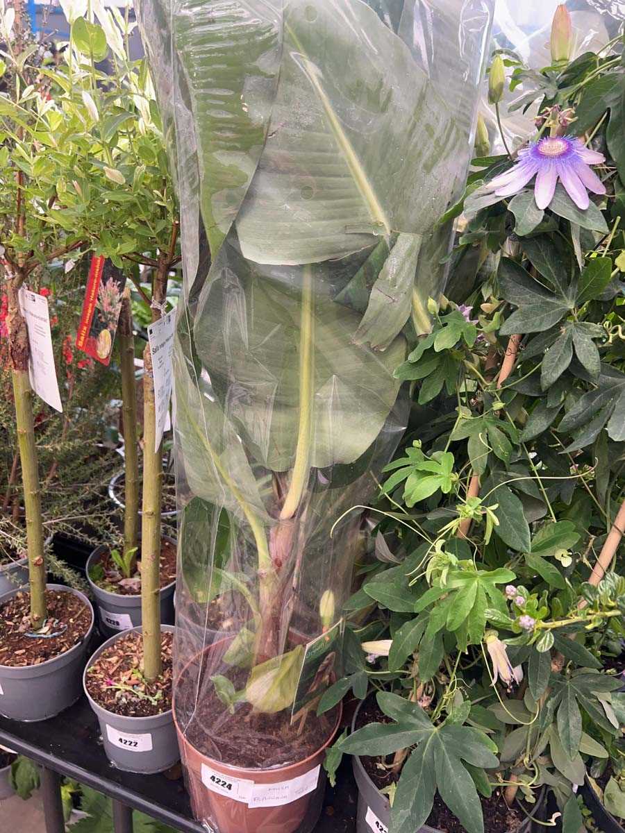 Lot 4224 - Musa banana tree