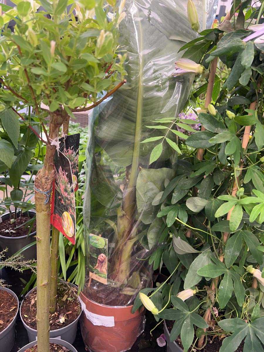 Lot 4225 - Musa banana tree