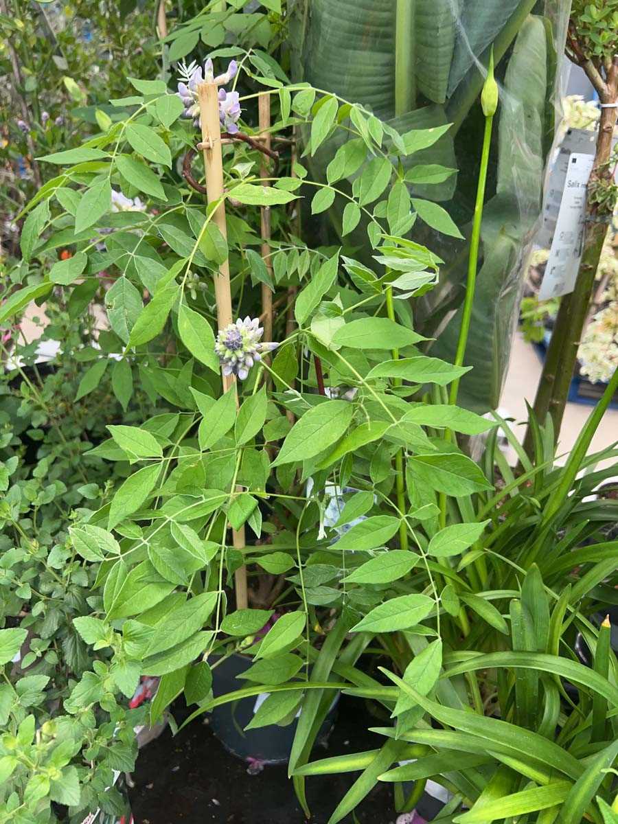 Lot 4278 - Wisteria