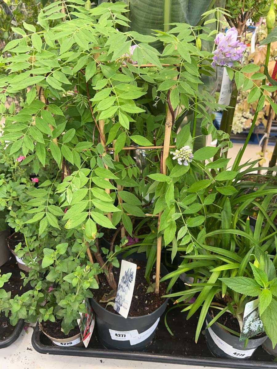 Lot 4277 - Wisteria