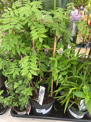 Lot 4277 - Wisteria