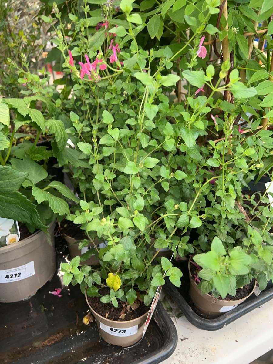 Lot 4273 - Salvia