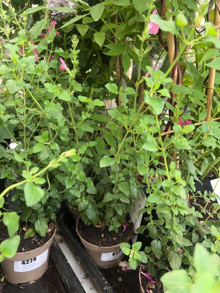 Lot 4276 - Salvia