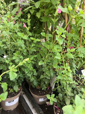 Lot 4276 - Salvia