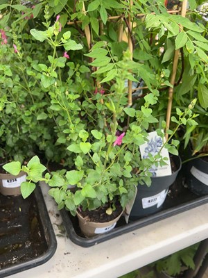 Lot 4275 - Salvia