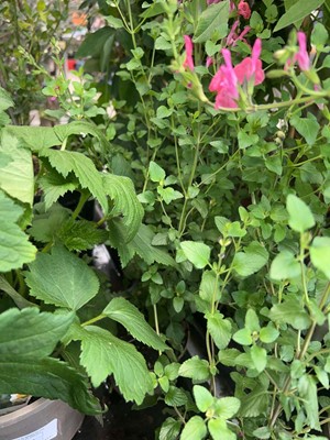 Lot 4274 - Salvia