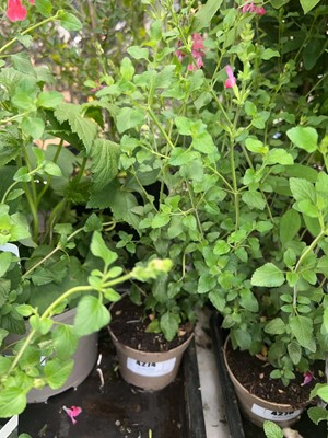 Lot 4274 - Salvia