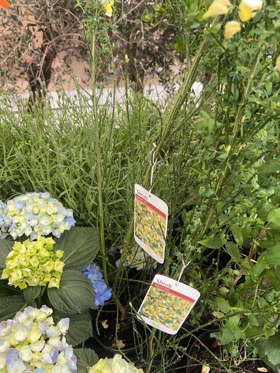Lot 4266 - Cytisus luna