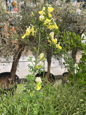 Lot 4266 - Cytisus luna