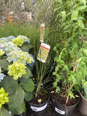 Lot 4265 - Cytisus luna