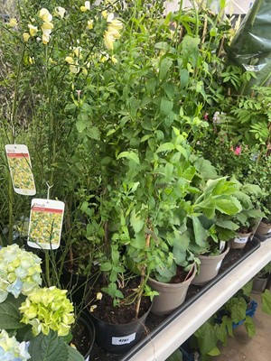 Lot 4267 - Jasminum