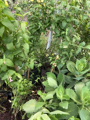 Lot 4268 - Jasminum