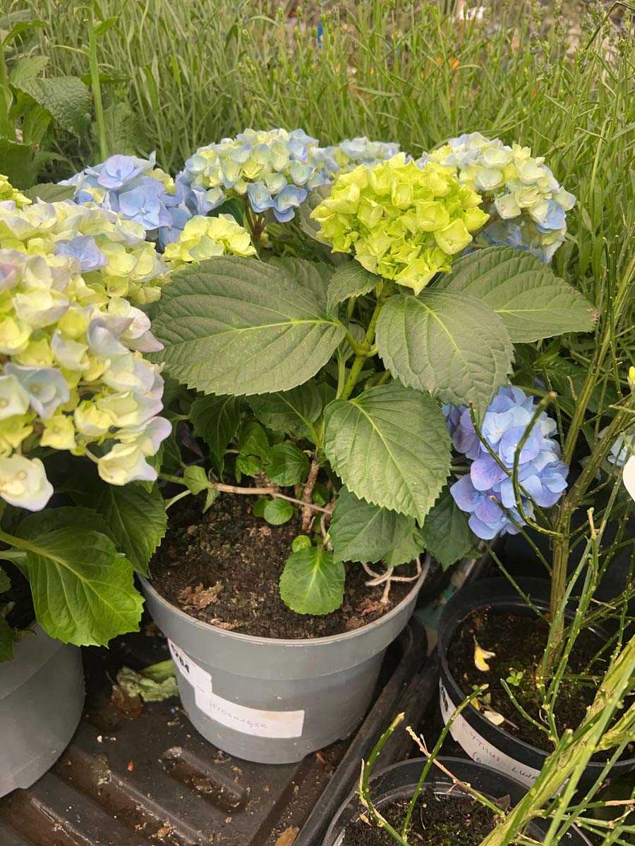 Lot 4264 - Hydrangea