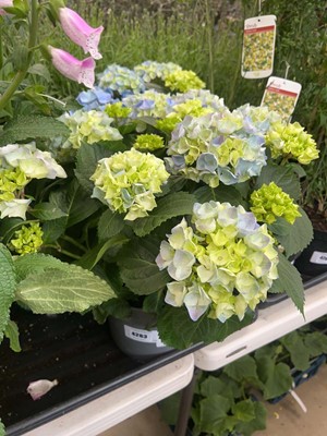 Lot 4263 - Hydrangea