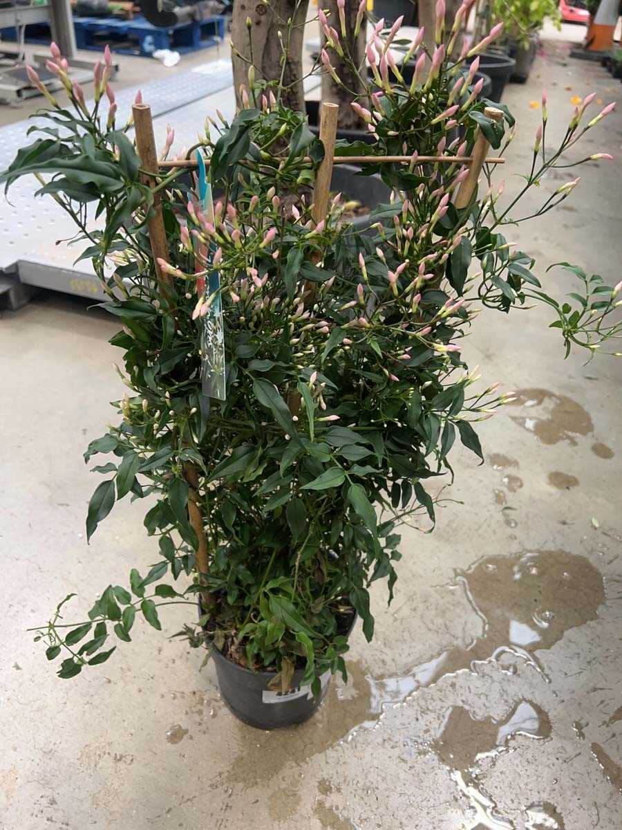 Lot 4241 - Jasmin polyanthum