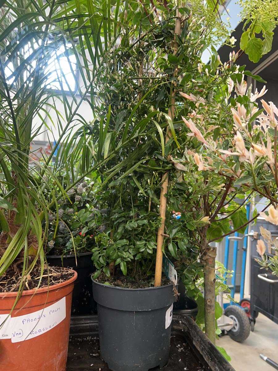 Lot 4242 - Jasmin polyanthum