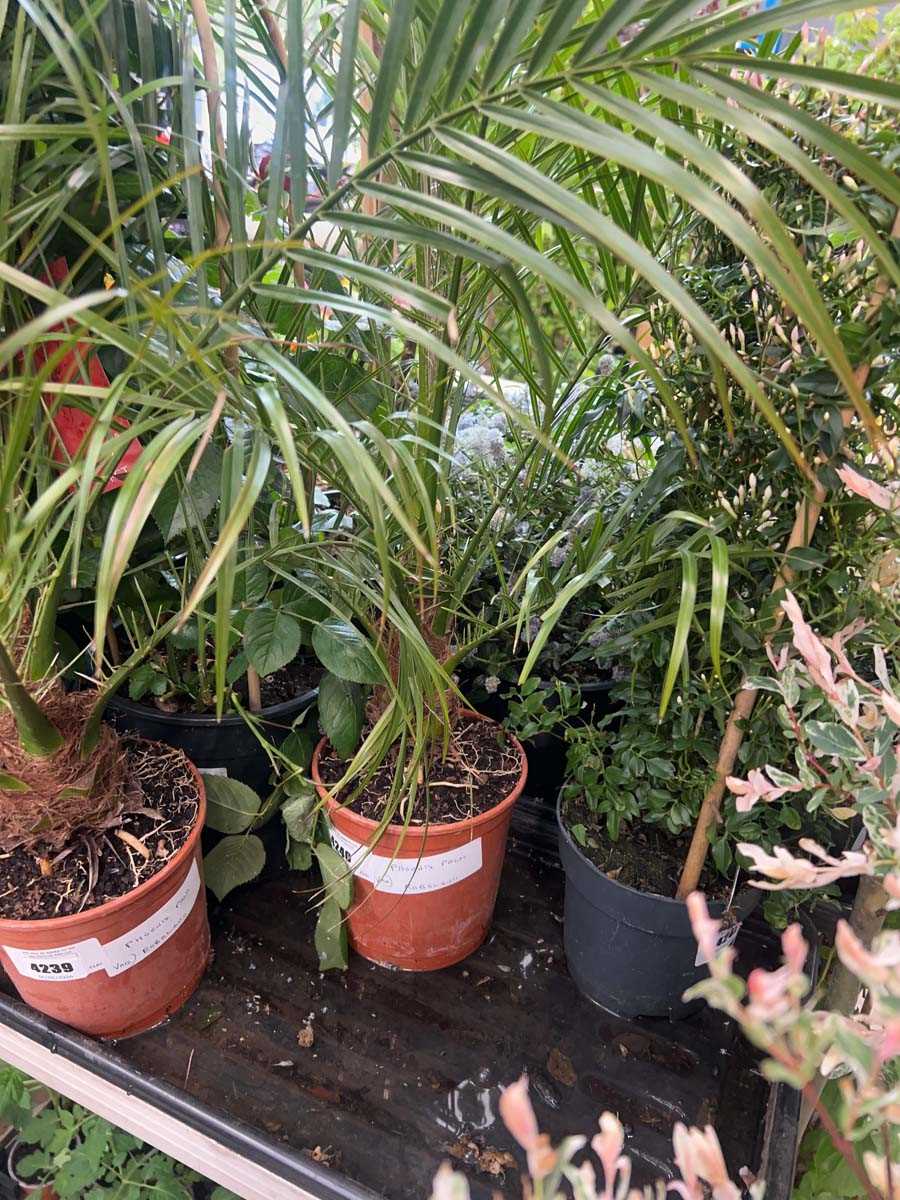 Lot 4240 - Phoenix palm