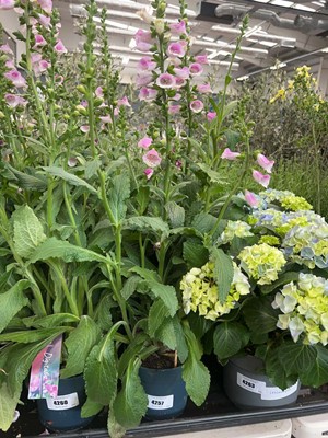 Lot 4257 - Digitalis