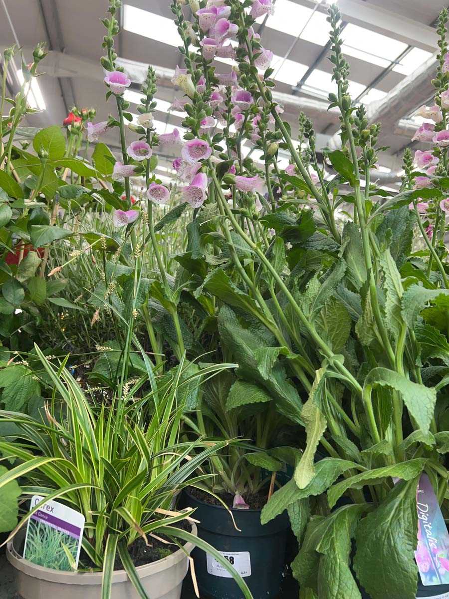 Lot 4258 - Digitalis