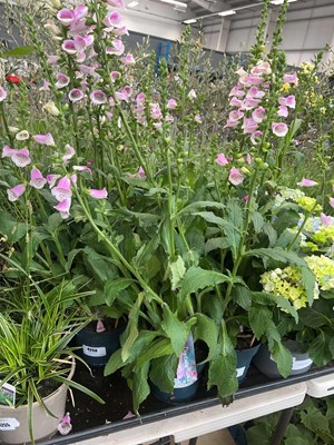 Lot 4260 - Digitalis
