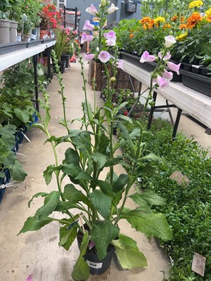 Lot 4259 - Digitalis
