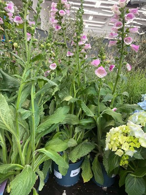 Lot 4261 - Digitalis