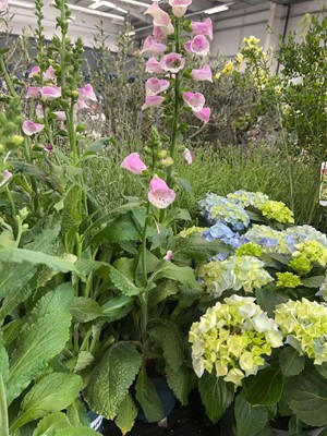 Lot 4262 - Digitalis