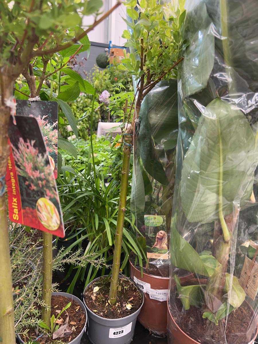 Lot 4223 - Salix tree