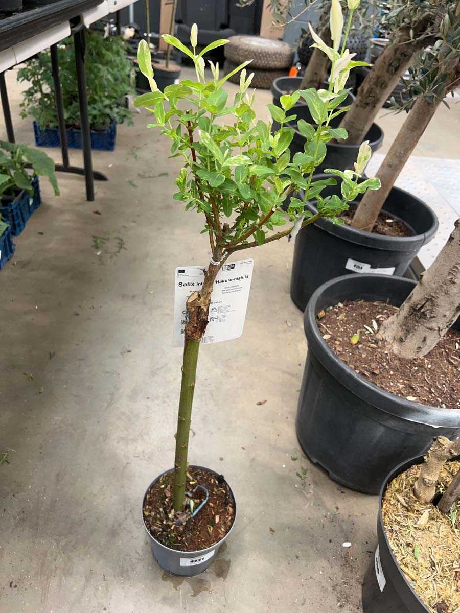 Lot 4221 - Salix tree