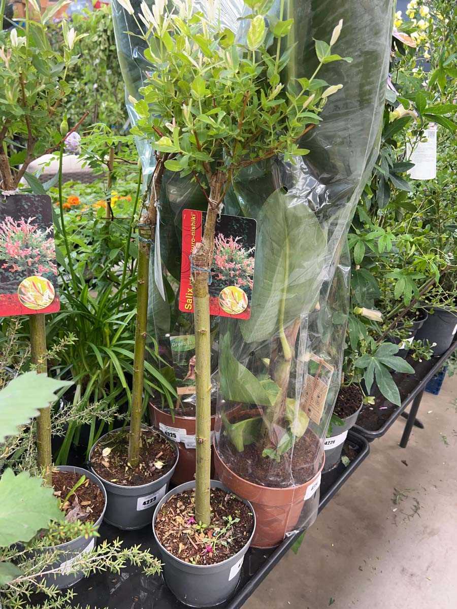 Lot 4222 - Salix tree