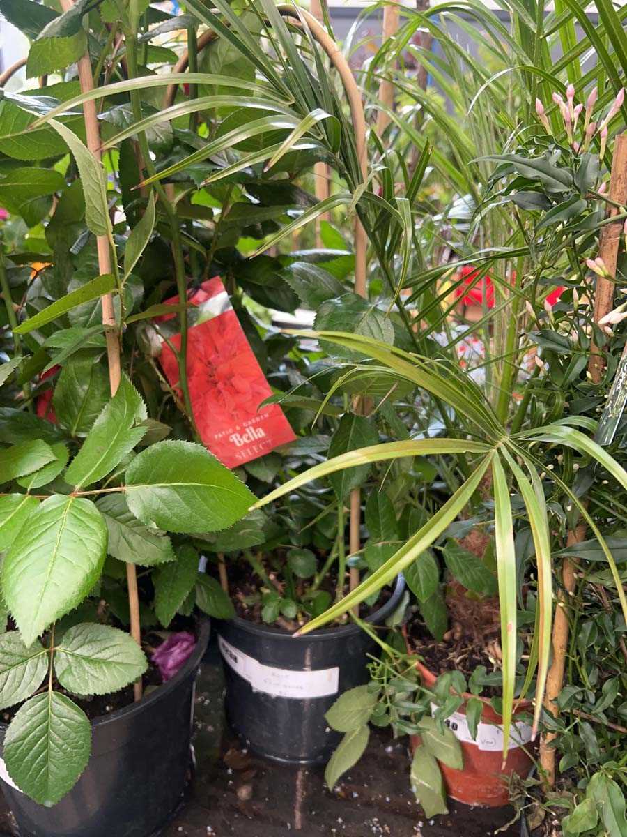 Lot 4238 - Rose floribunda bell