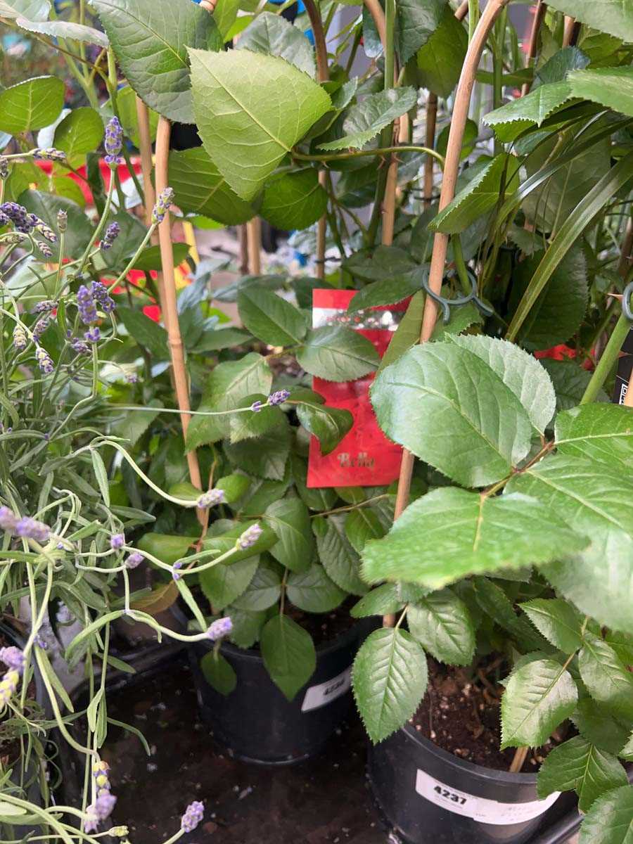 Lot 4236 - Rose floribunda bell