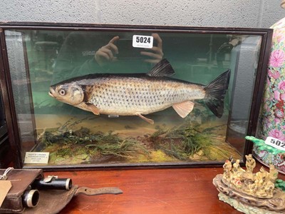 Lot 5024 - Cased taxidermists fish of a chub, dated 1925