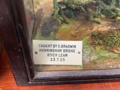 Lot 5024 - Cased taxidermists fish of a chub, dated 1925