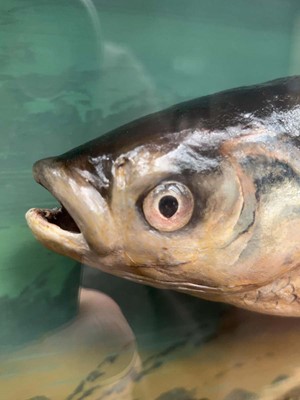 Lot 5024 - Cased taxidermists fish of a chub, dated 1925