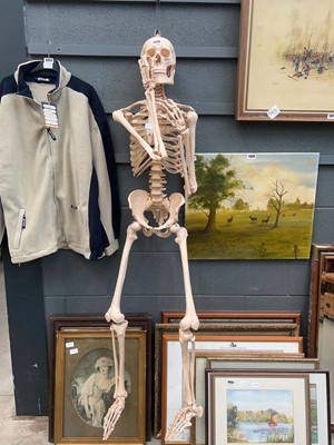 Lot 5324 - Resin anatomical model life-size skeleton
