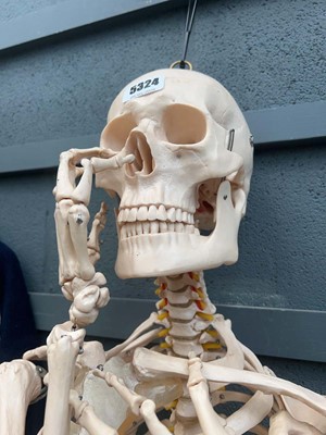 Lot 5324 - Resin anatomical model life-size skeleton