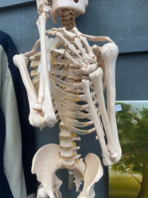 Lot 5324 - Resin anatomical model life-size skeleton