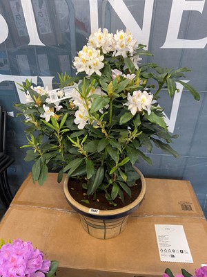 Lot 2032 - Large potted Madame Masson 7.5L white...