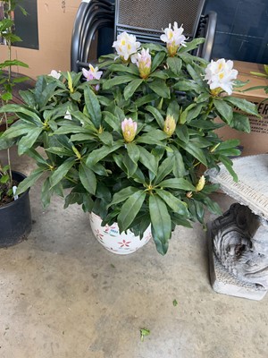 Lot 2033 - Large potted Madame Masson 7.5L white...