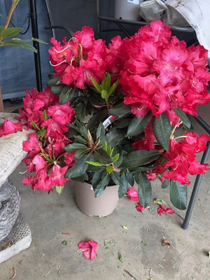 Lot 2034 - Large potted Halfdan Lem 7.5L red flowering...
