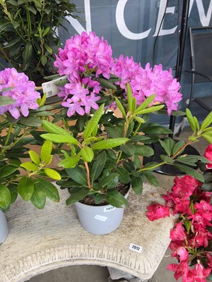 Lot 2035 - Potted Roseum Elegans purple flowering...