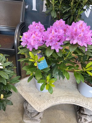 Lot 2036 - Potted Catawbiense purple flowering rhododendron