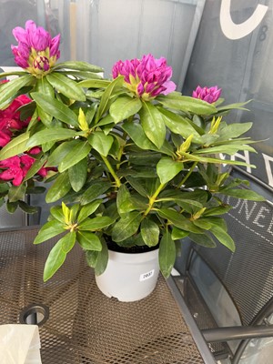 Lot 2037 - Potted Catawbiense purple flowering rhododendron