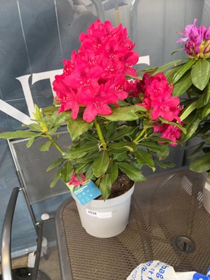 Lot 2038 - Potted Nova Zembia red flowering rhododendron