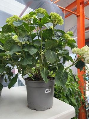 Lot 2039 - Large potted hydrangea