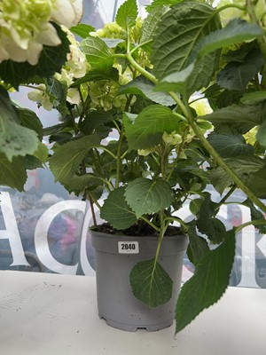 Lot 2040 - Large potted hydrangea