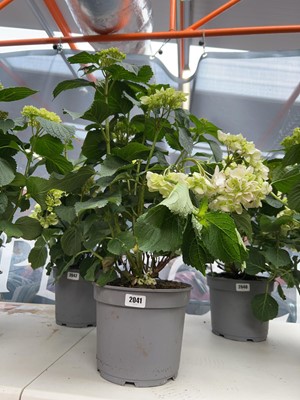 Lot 2041 - Large potted hydrangea