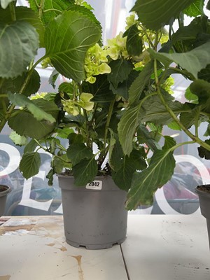 Lot 2042 - Large potted hydrangea